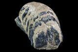 Partial Southern Mammoth Molar - Hungary #87543-1